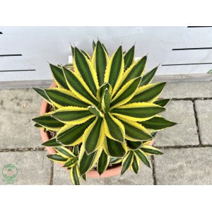 Agáva hrebeňovitá (Agave Lophantha) ´QUADRICOLOR´ - výška 15-20 cm, ⌀ 30-40 cm, kont. C6L (-6°C)